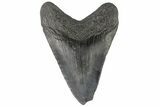 Juvenile Megalodon Tooth - North Carolina #176194-1